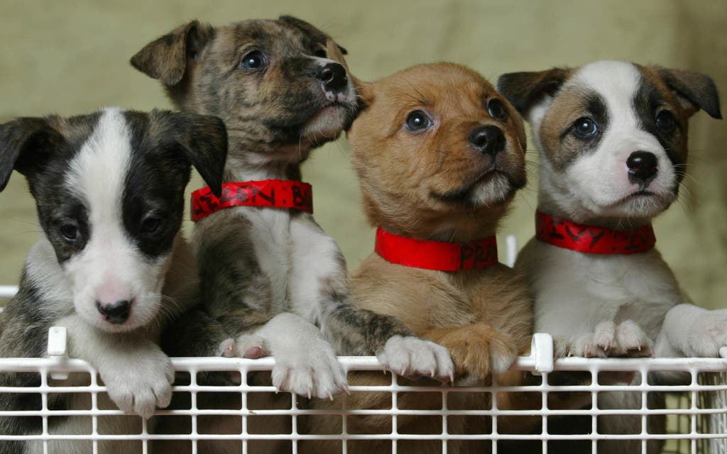 Pamper Your Pets: Quality Supplies for Happy Lives Pamper Your Pets: Quality Supplies for Happy Lives